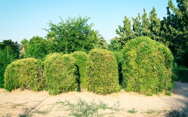 Bamboo Hedge Removal in Danville