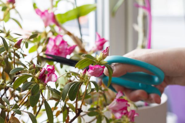 Azalea Pruning in Danville