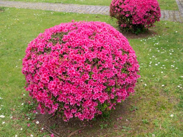 Cost of Rhododendron Pruning in Danville