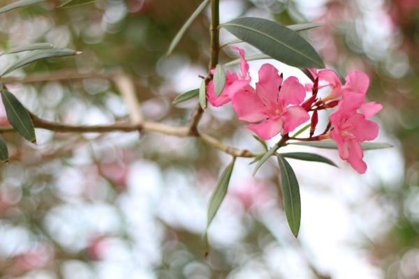 Oleander Removal in Danville