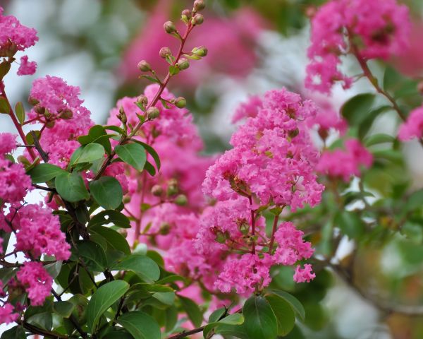Crepe Myrtle Removal in Danville