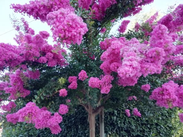 Cost of Crape Myrtle Pruning in Danville