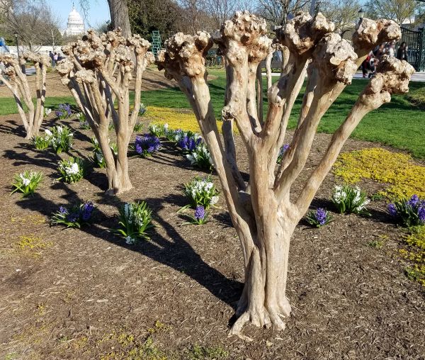 Myrtle Tree Removal in Danville