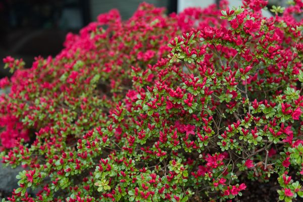 Weigela Removal Service in Danville