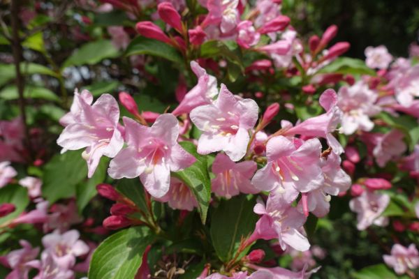 Weigela Pruning Service in Danville