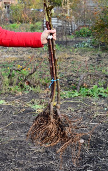 Shrub Root Removal in Danville