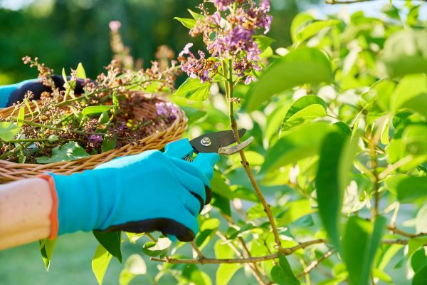 Cost of Lilac Trimming Service in Danville