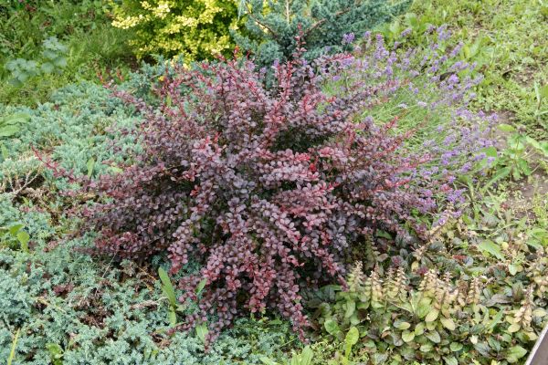 Japanese Barberry Removal in Danville