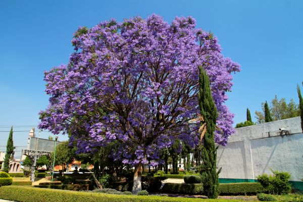 Jacaranda Pruning in Danville