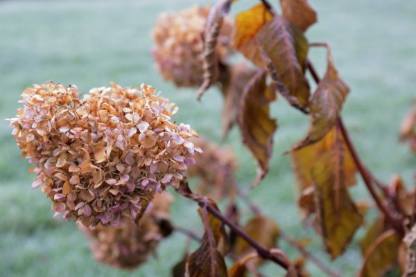 Hydrangea Removal in Danville
