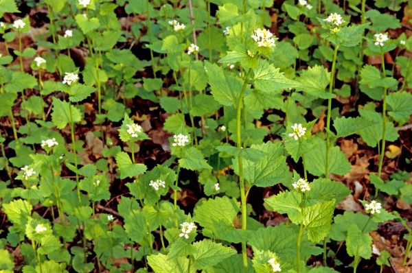 Garlic Mustard Removal in Danville