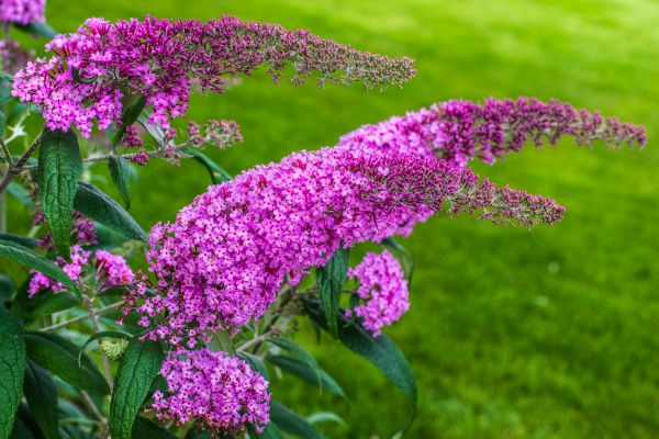 Butterfly Bush Removal in Danville