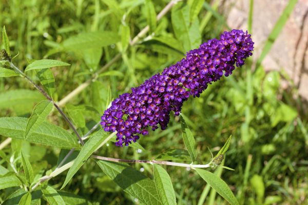 Butterfly Bush Pruning in Danville