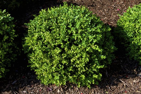 Boxwood Removal in Danville