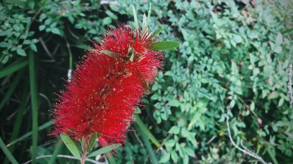 Bottlebrush Pruning in Danville