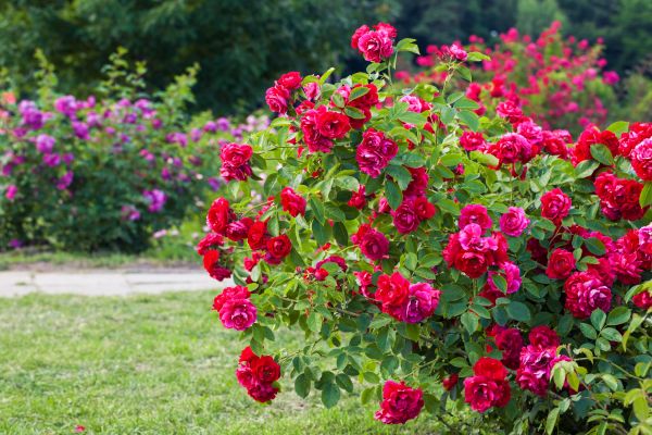 Shrub Trimming in Danville