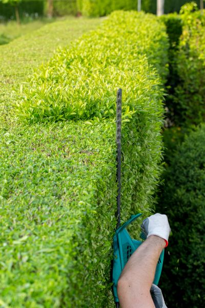 Hedge Trimming in Danville